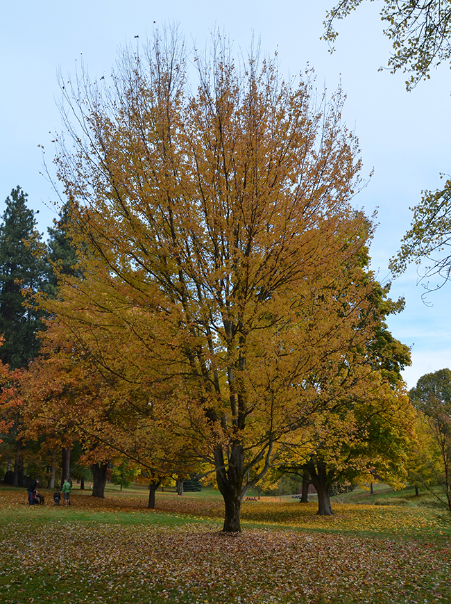 SelecTree: A Tree Selection Guide