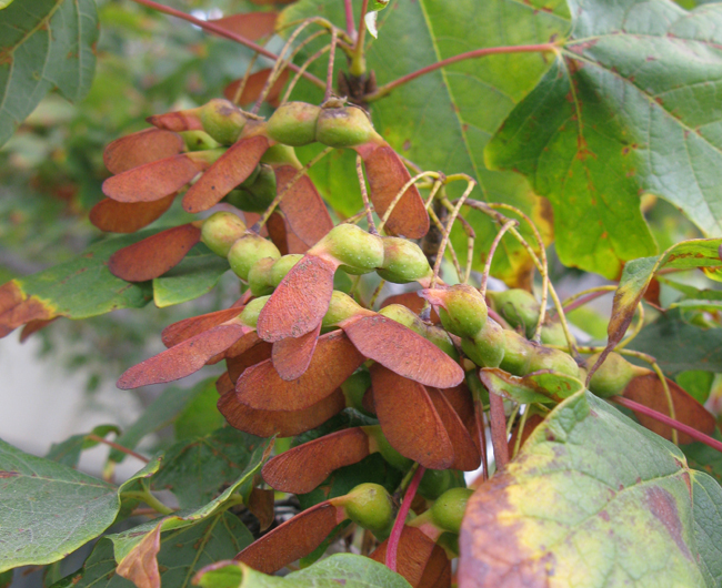 Sacque Tree SelecTree: A Tree Selection Guide