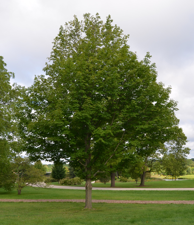 SelecTree: A Tree Selection Guide