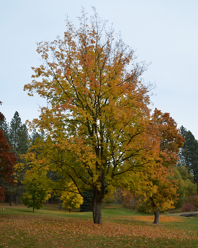 SelecTree: A Tree Selection Guide