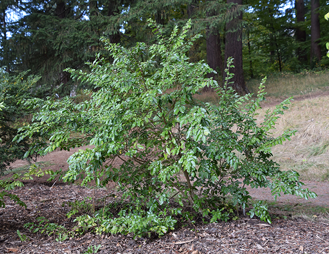 SelecTree: A Tree Selection Guide