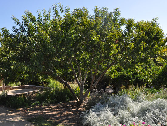 Persen Tree SelecTree: A Tree Selection Guide