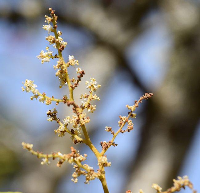 SelecTree: A Tree Selection Guide