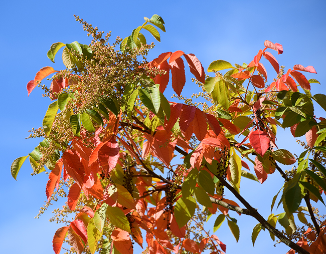 SelecTree: A Tree Selection Guide